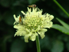 Cephalaria gigantea  bestellen